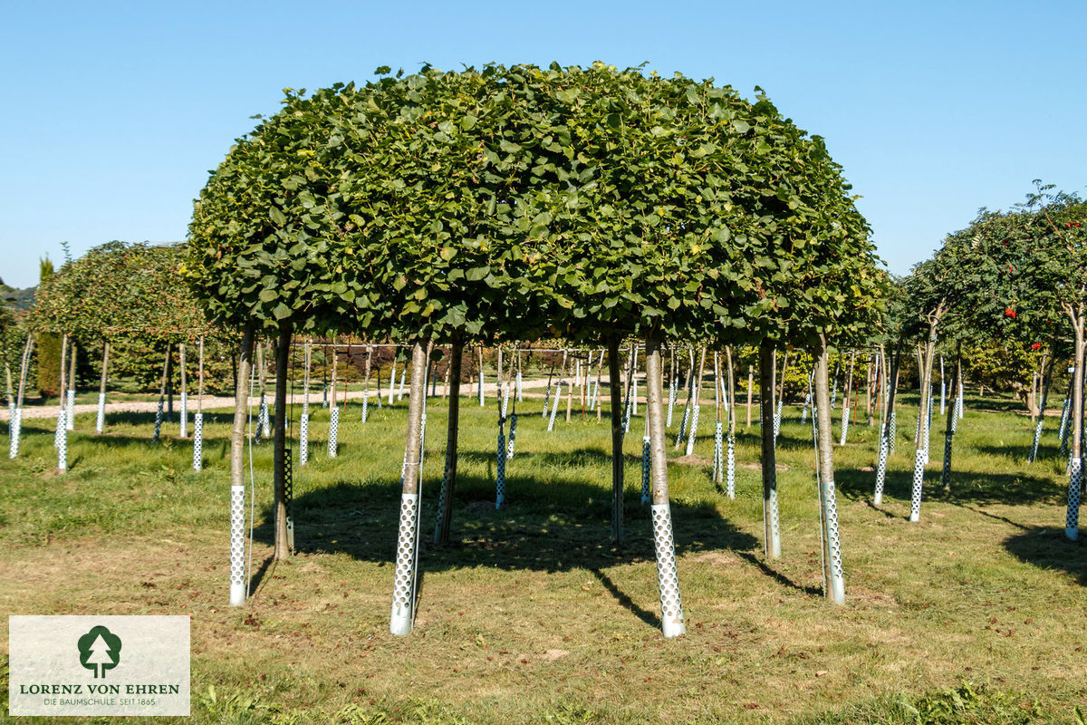 Tilia platyphyllos 'Örebro'