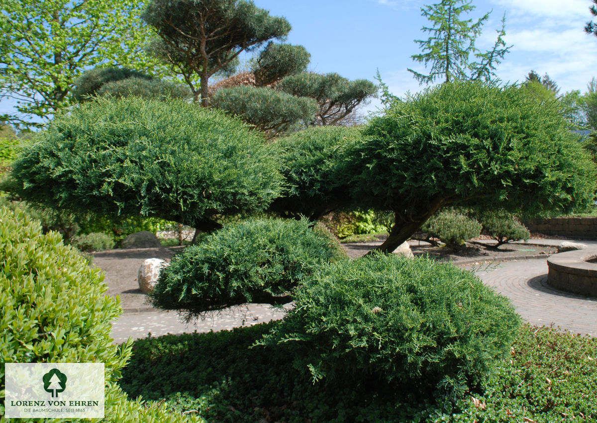 Juniperus media 'Hetzii'