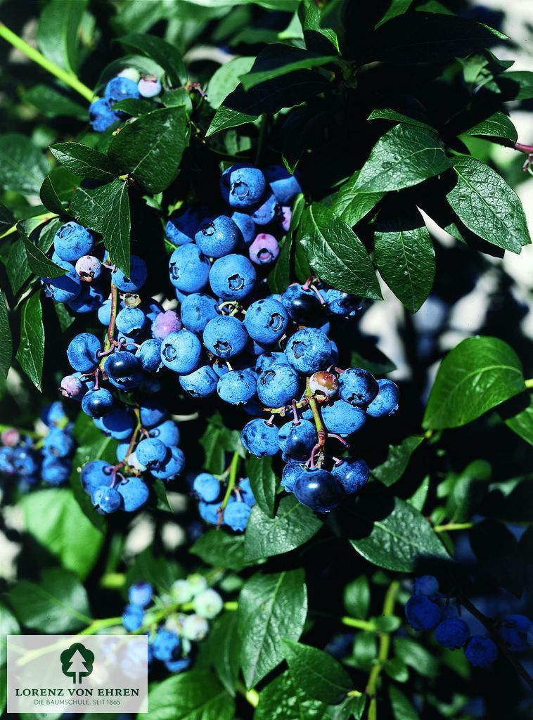 Vaccinium corymbosum 'Berkeley'