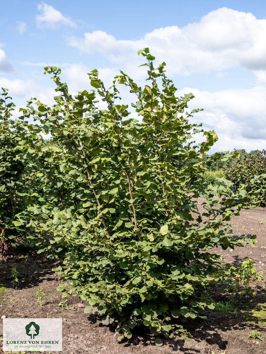 Corylus 'Fuscorubra'