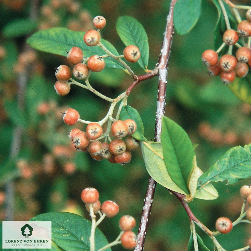 Cotoneaster watereri