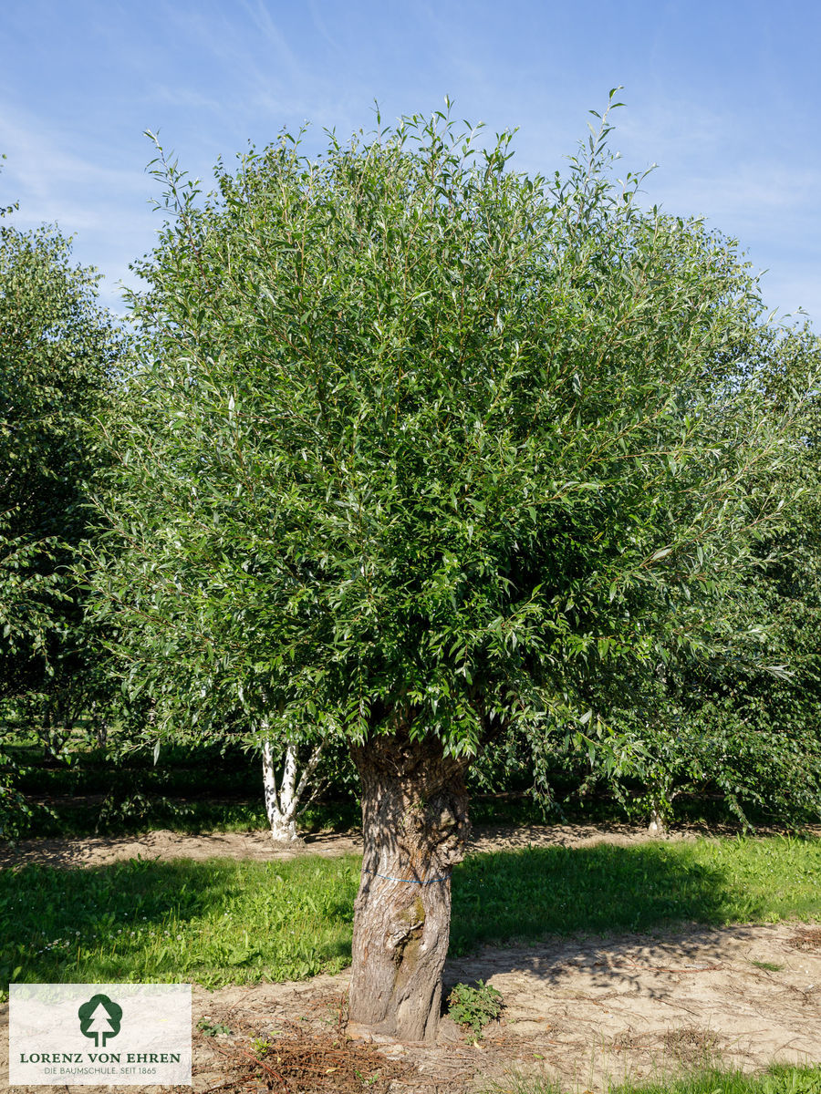 Salix alba