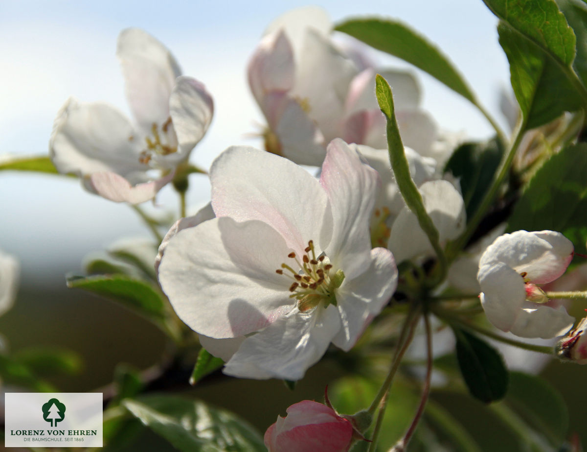 Malus 'David'