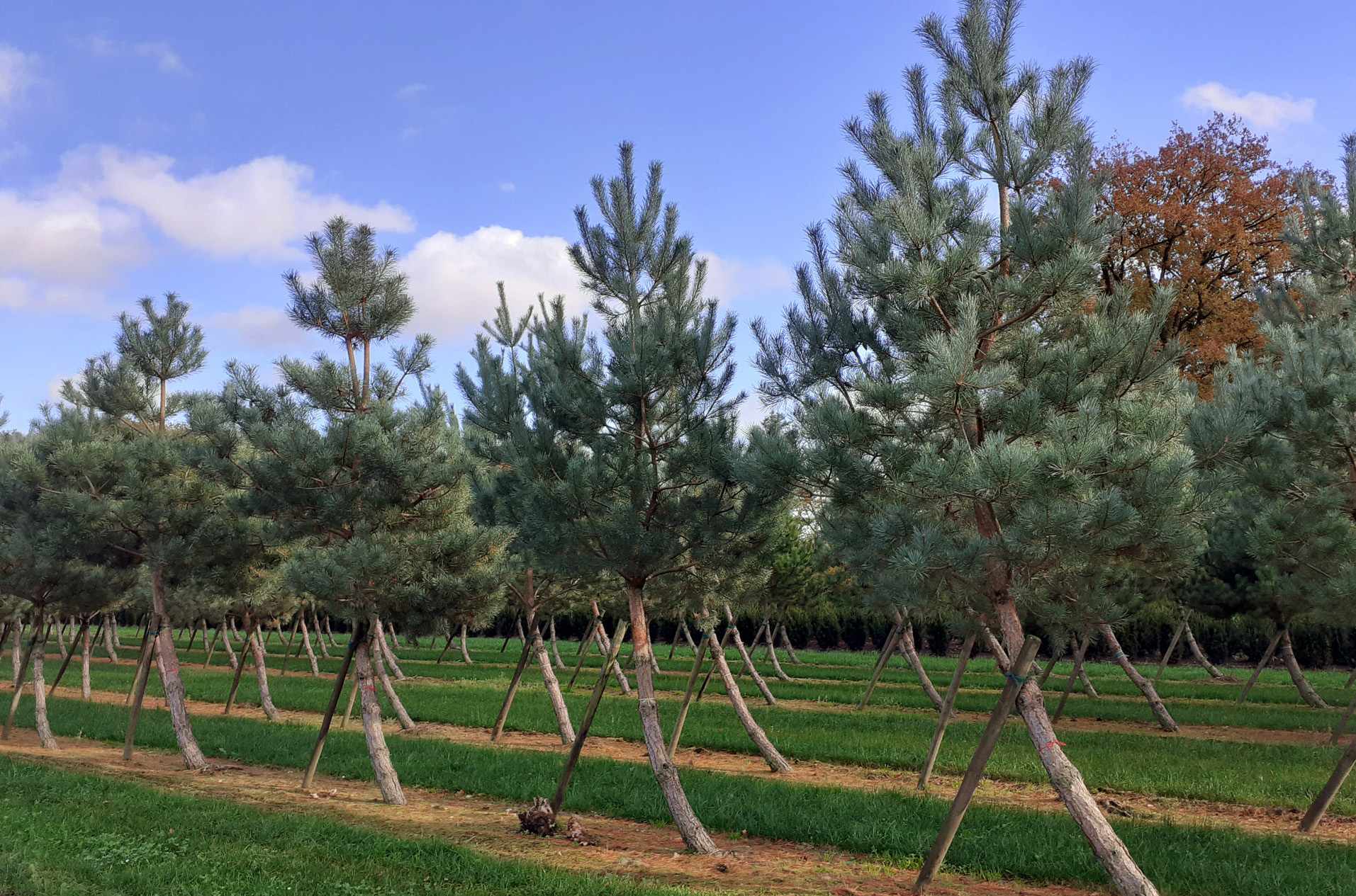 Nadelbaum mit gelehnter Stamm