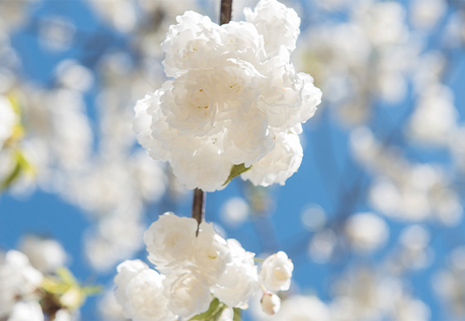 Dicke schneeweiße Blüten vor blauem Himmel