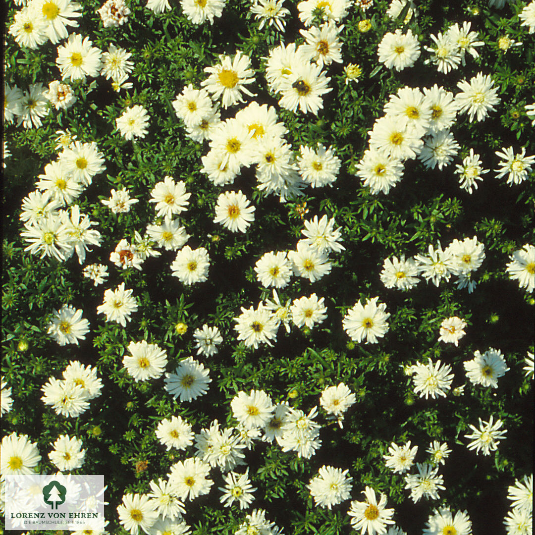 Aster dumosus 'Schneekissen'