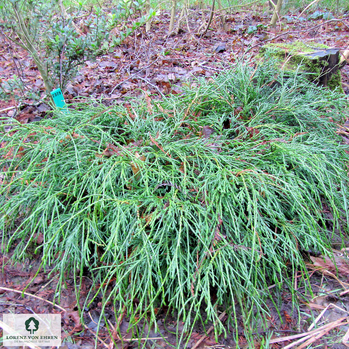 Chamaecyparis pisifera 'Filifera Nana'