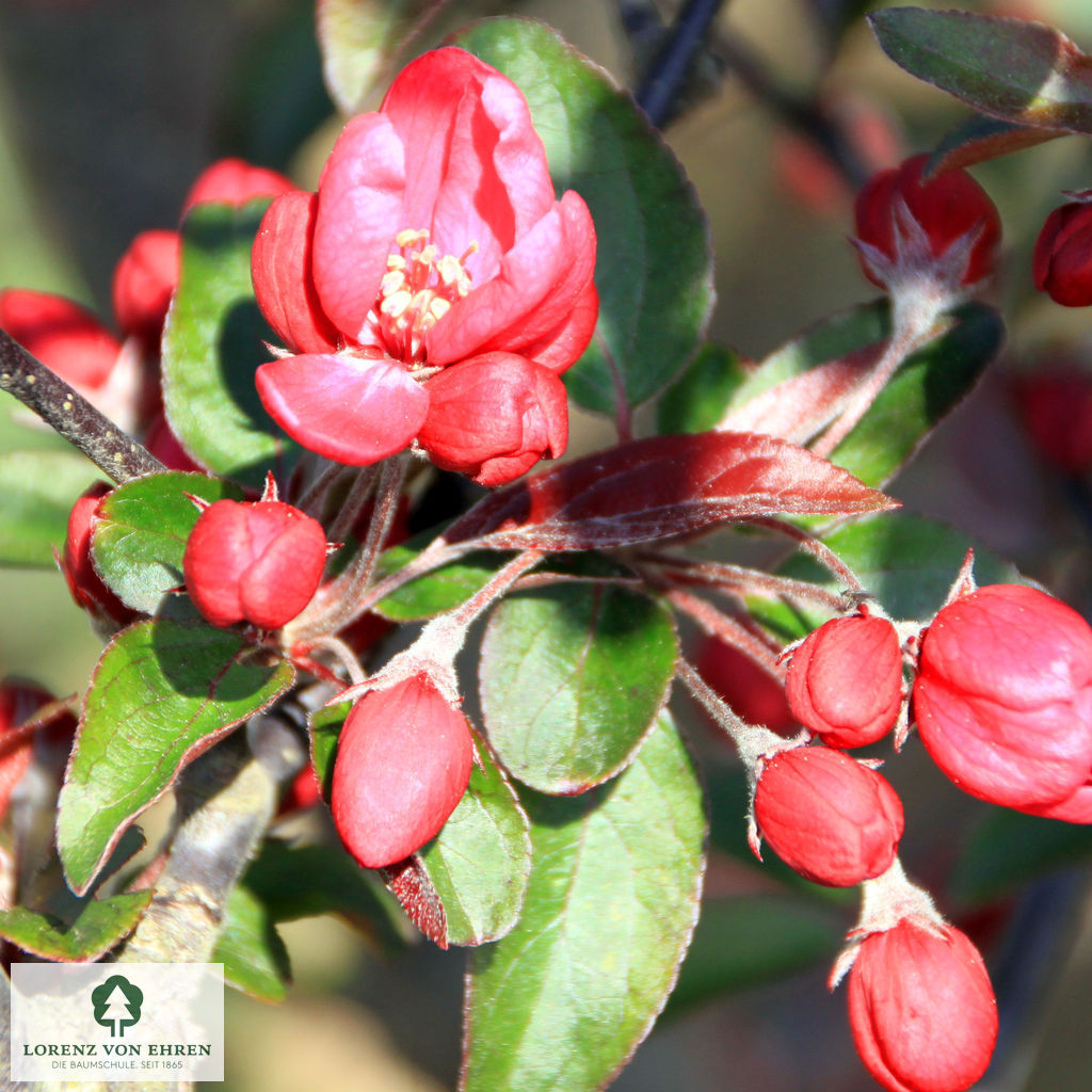 Malus 'Dark Rosaleen'