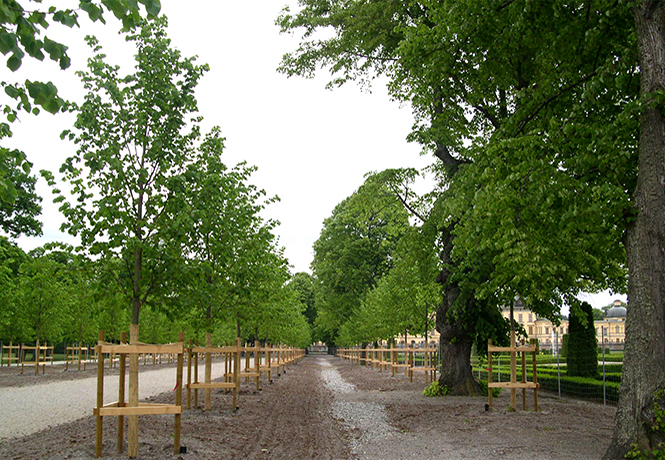 Blick auf den historischen Barockgarten am Schloss Drottningholm in Schweden, umgeben von vierreihigen Kaiser-Linden, die von Lorenz von Ehren kultiviert und 2008 geliefert wurden.
