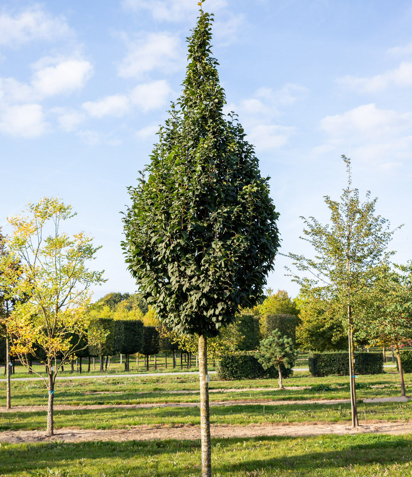 Baum mit langem Stamm und Kegelkrone