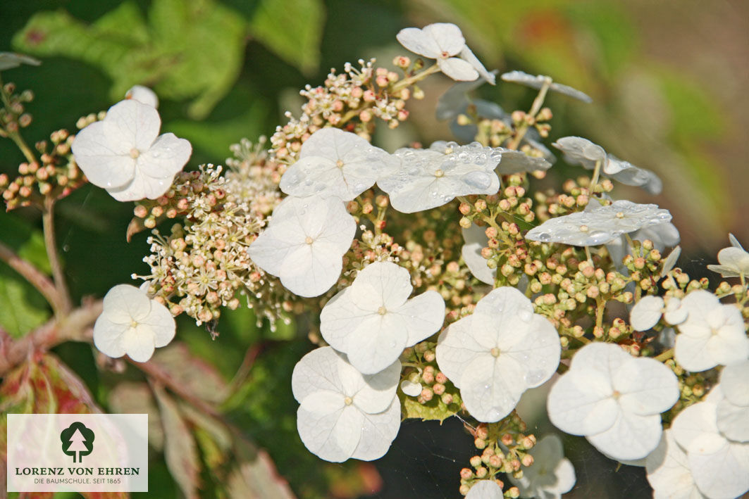 Hydrangea quercifolia 'Snow Queen'