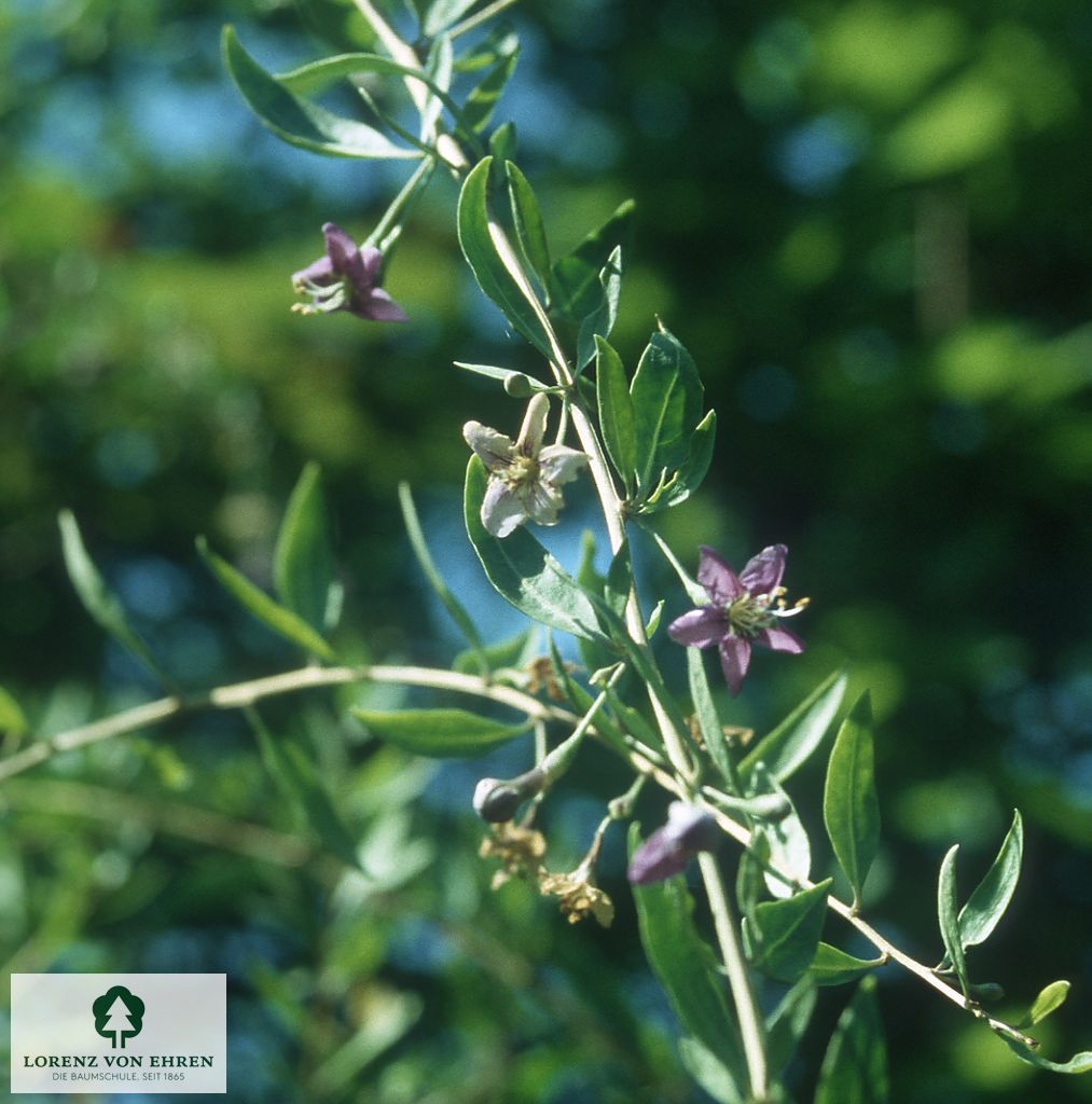 Lycium barbarum