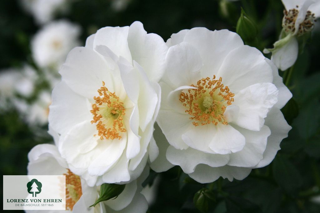 Rosa 'Innocencia'