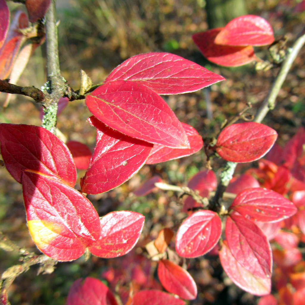 Cotoneaster dielsianus Cotoneaster dielsianus in roter Blattfärbung.
