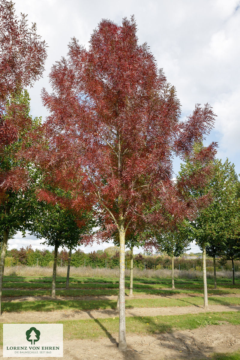 Fraxinus angustifolia 'Raywood'