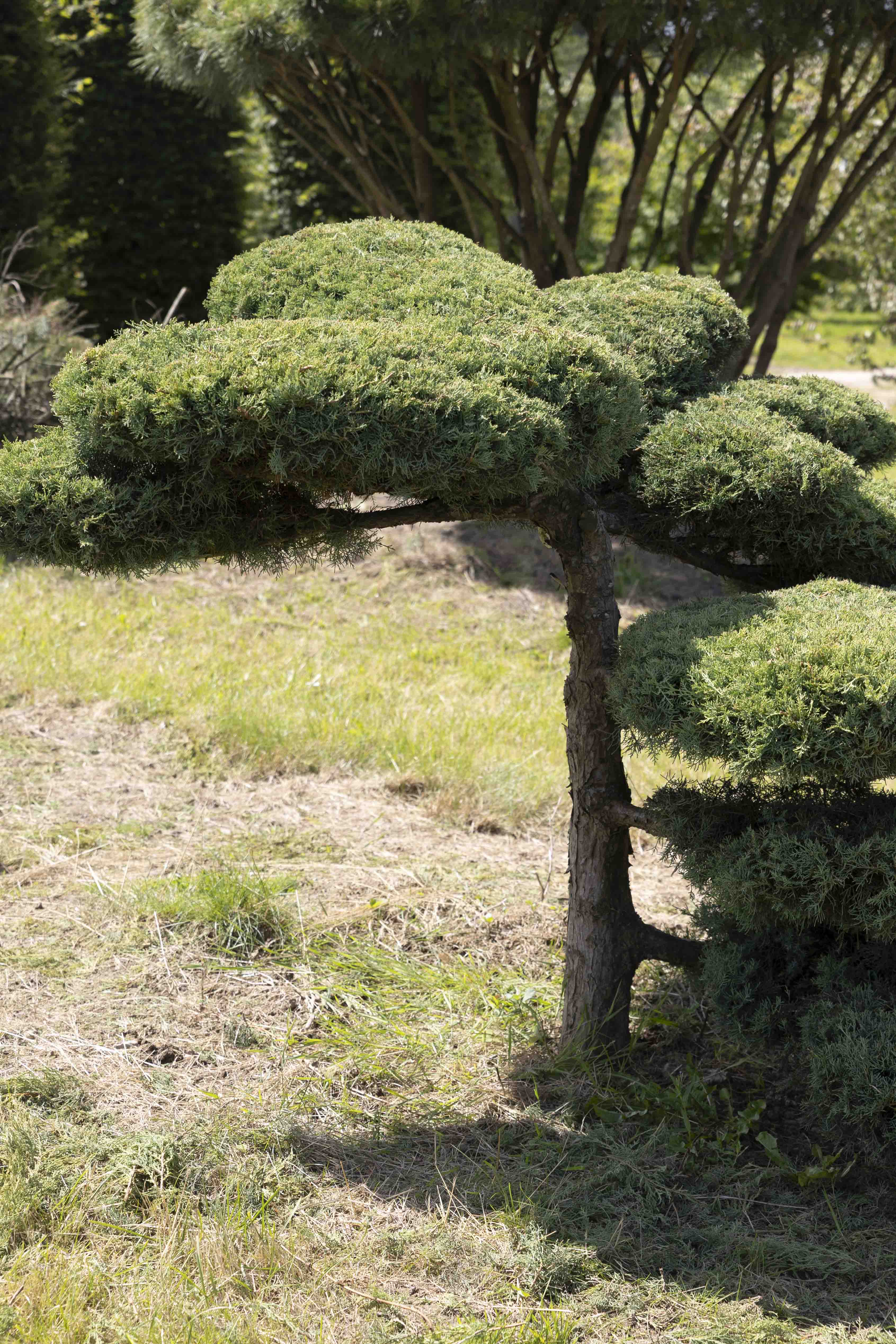 Juniperus media 'Pfitzeriana Glauca' Bonsai
