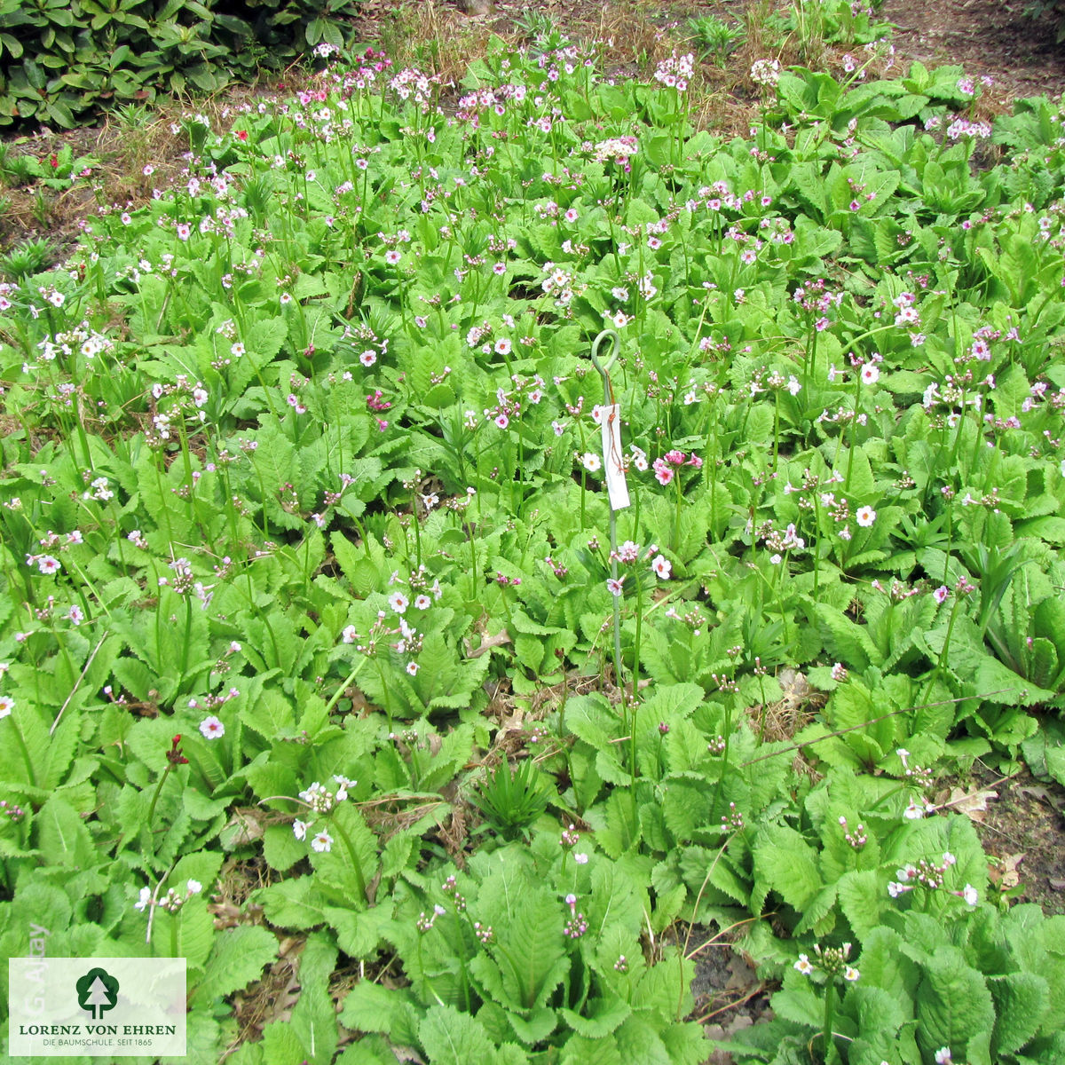 Primula elatior