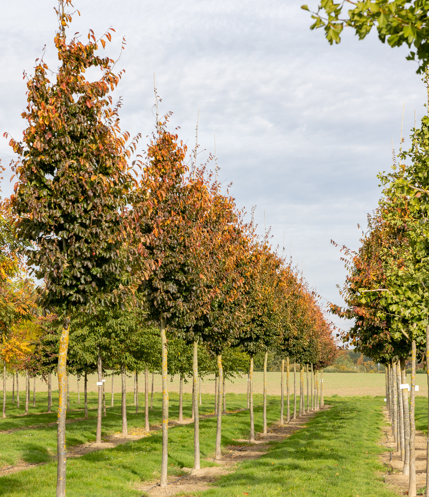 Herbst in der Baumschule 