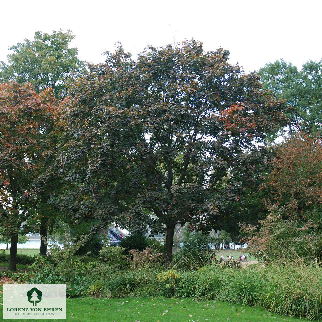 Acer platanoides 'Schwedleri'