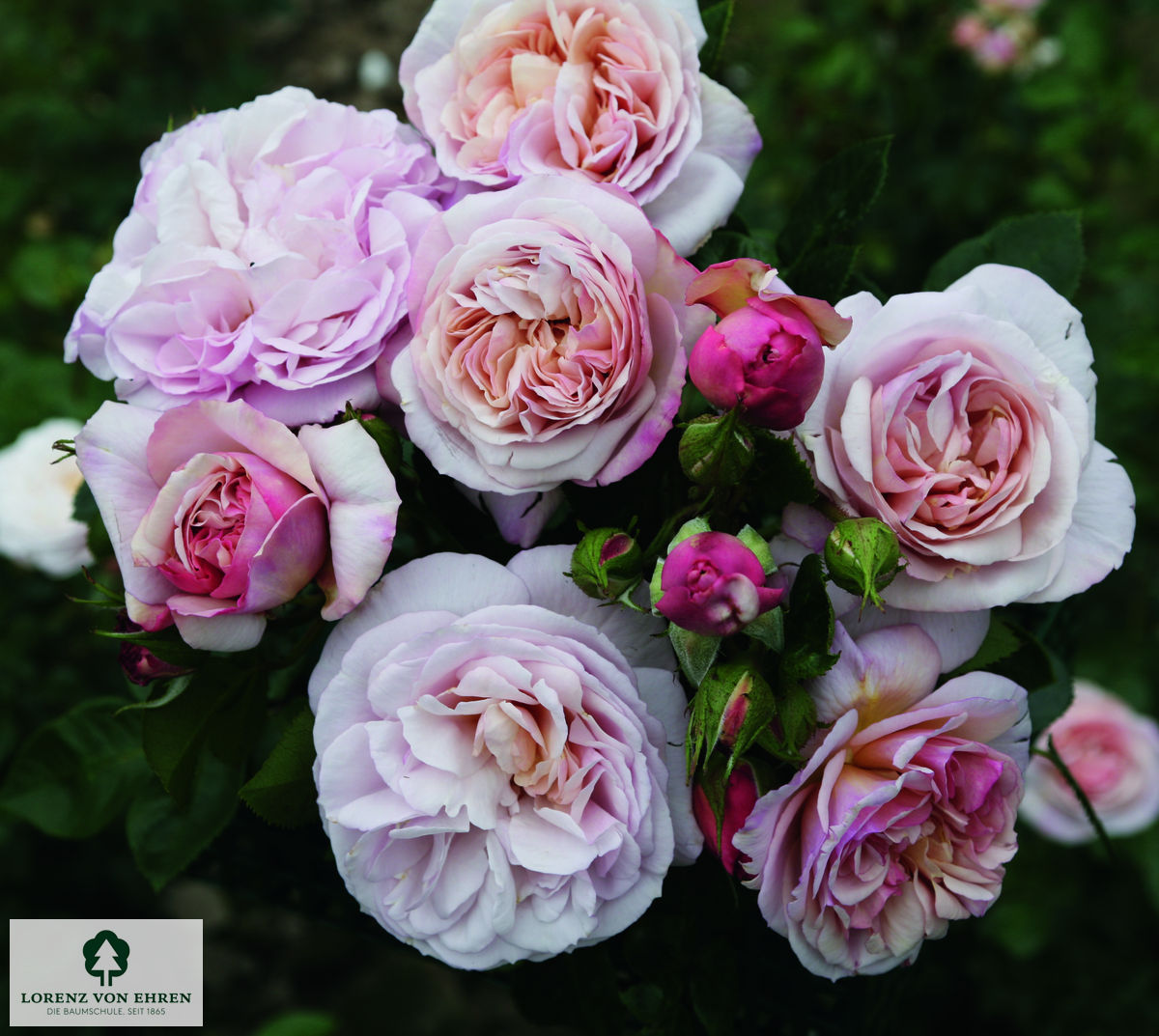 Rosa 'Herkules'