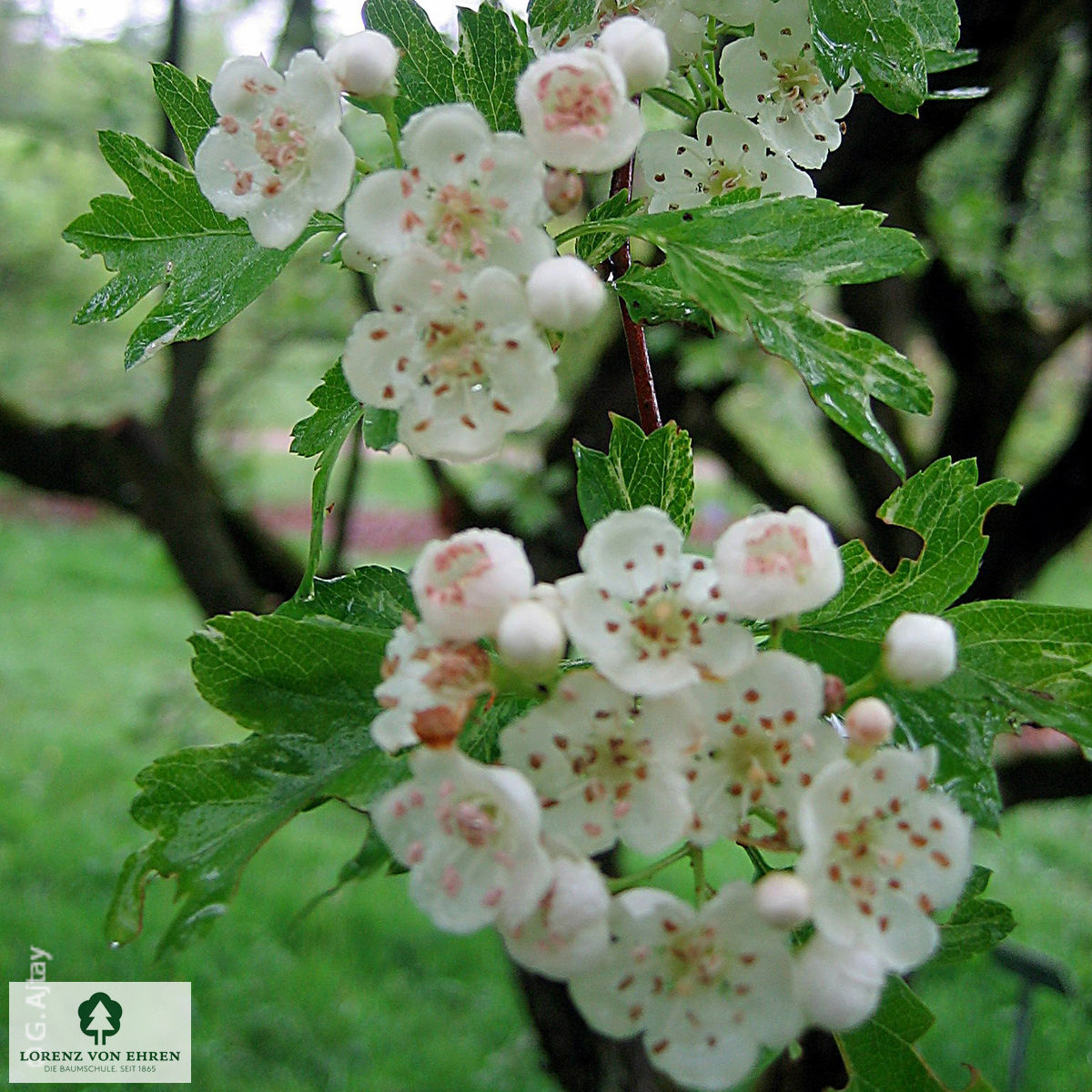 Crataegus monogyna 'Stricta'