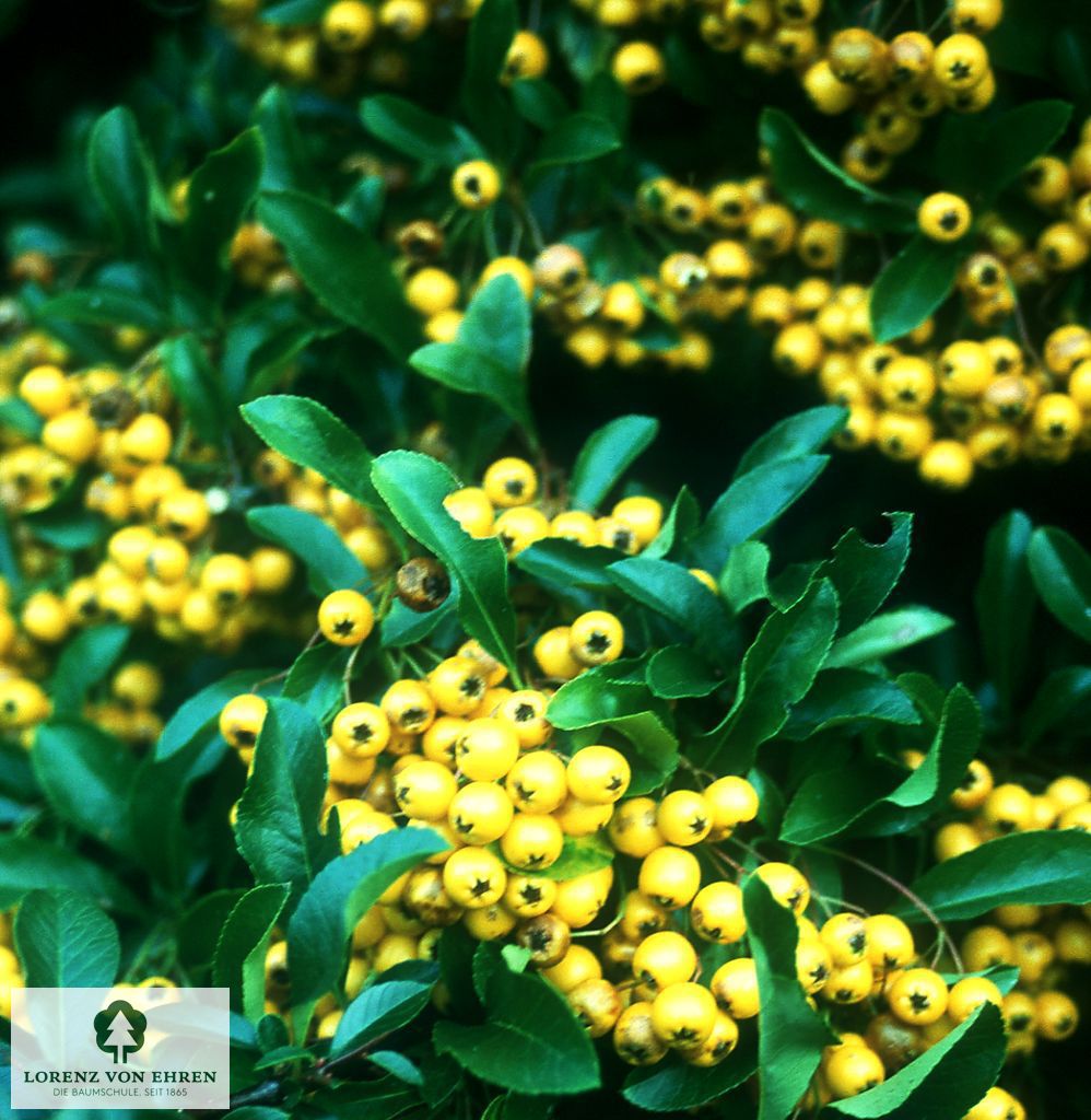 Pyracantha coccinea 'Soleil d'Or'