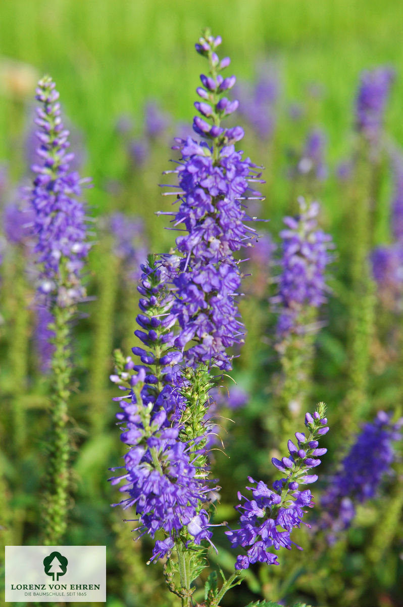 Veronica longifolia