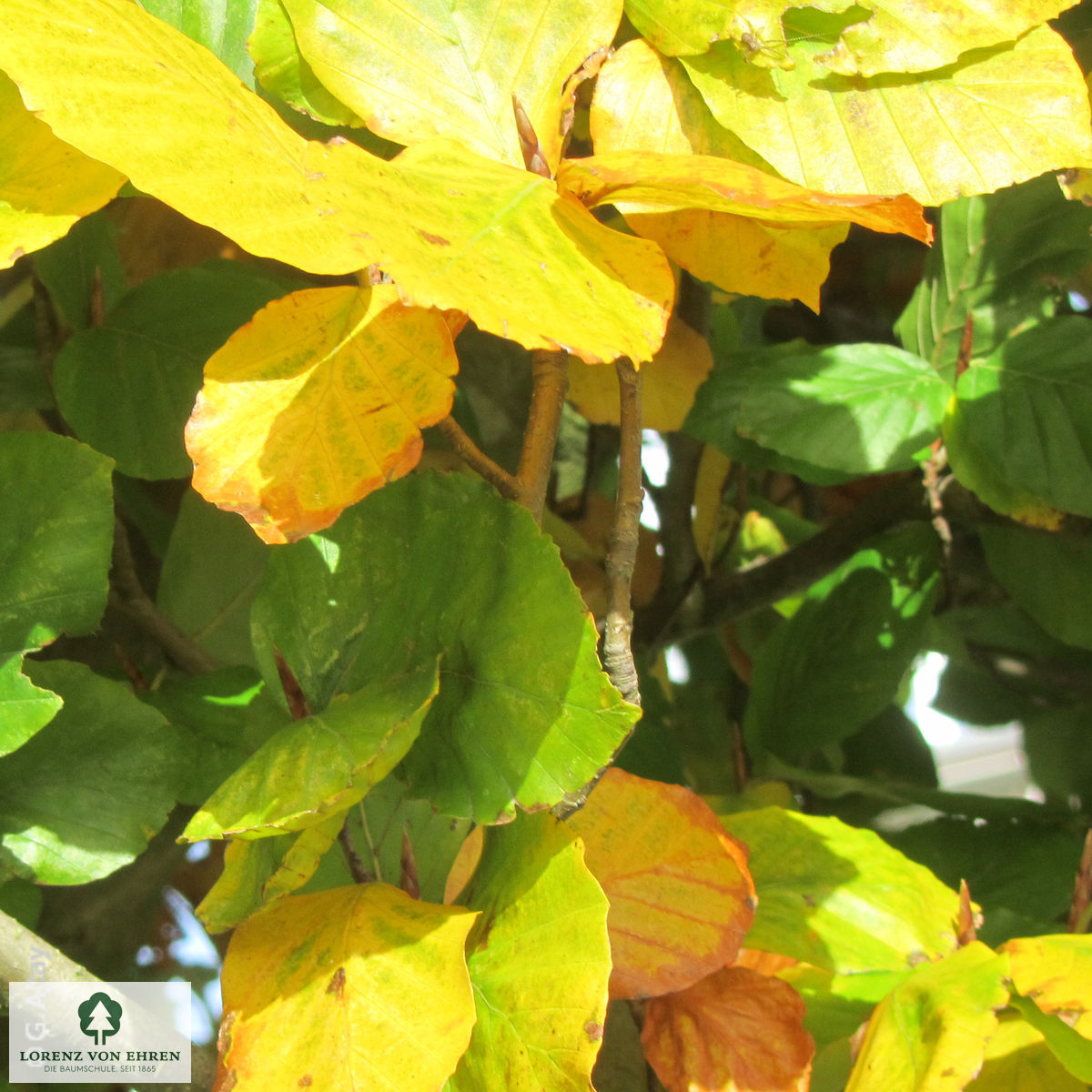 Fagus sylvatica 'Dawyck'