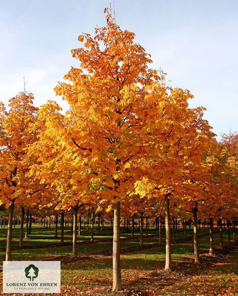 Aesculus hippocastanum 'Baumannii'