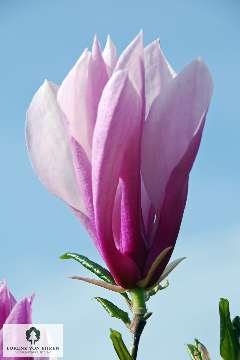 Magnolia liliiflora 'Susan'