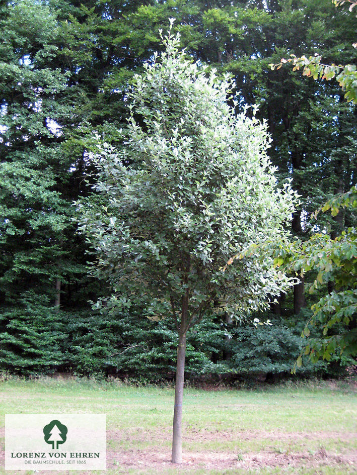 Sorbus aria 'Magnifica'