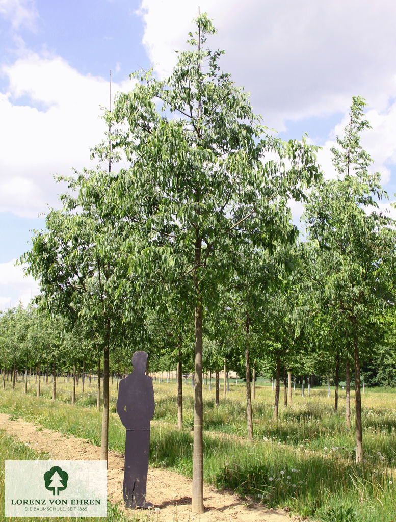 Celtis australis