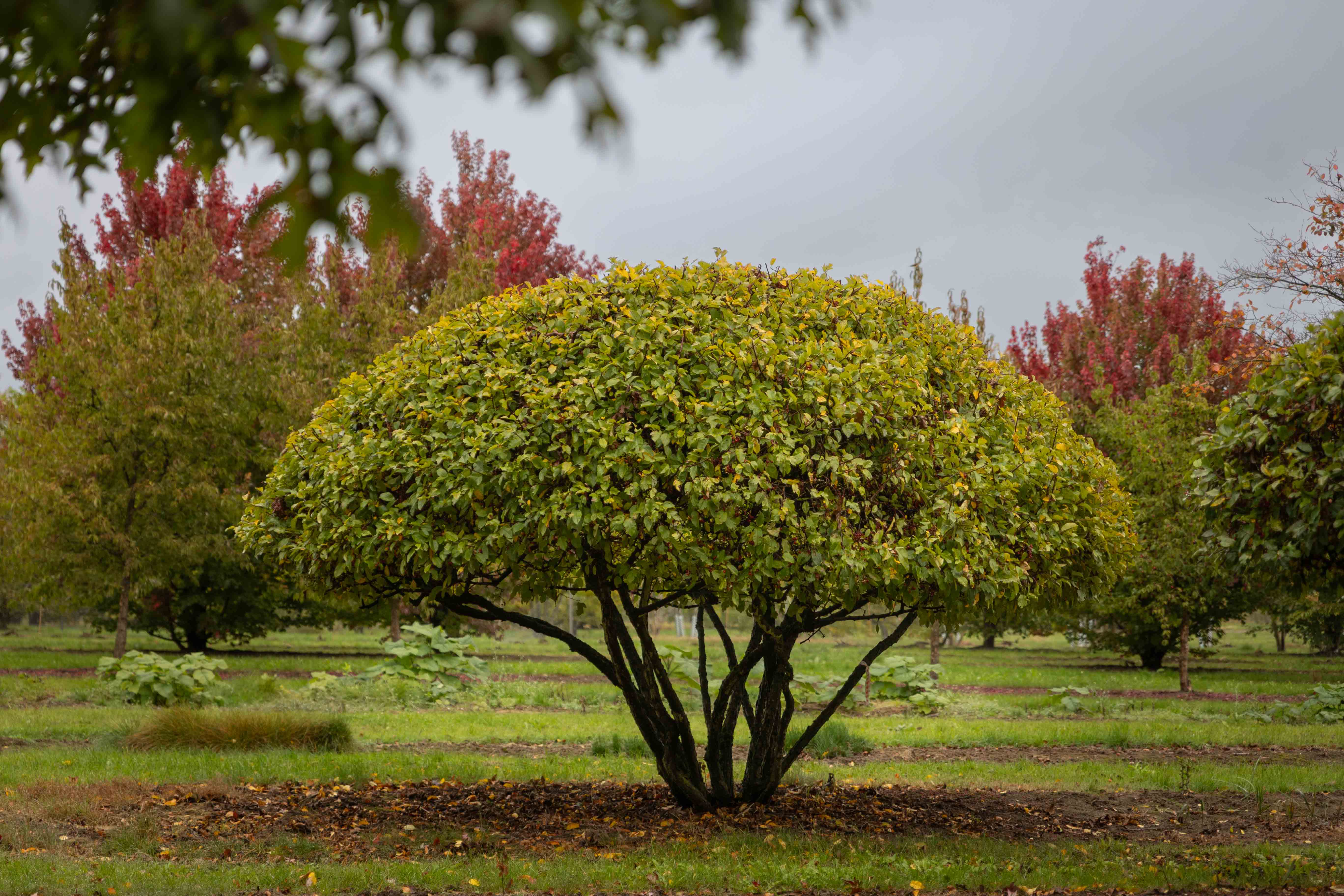 Malus toringo sargentii 'Eskilstuna' Unikat