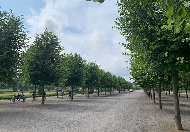 Blick auf die majestätische Allee mit Kaiser-Linden am Schloss Drottningholm in Schweden
