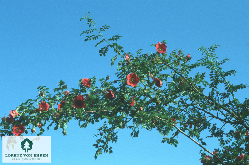 Rosa moyesii