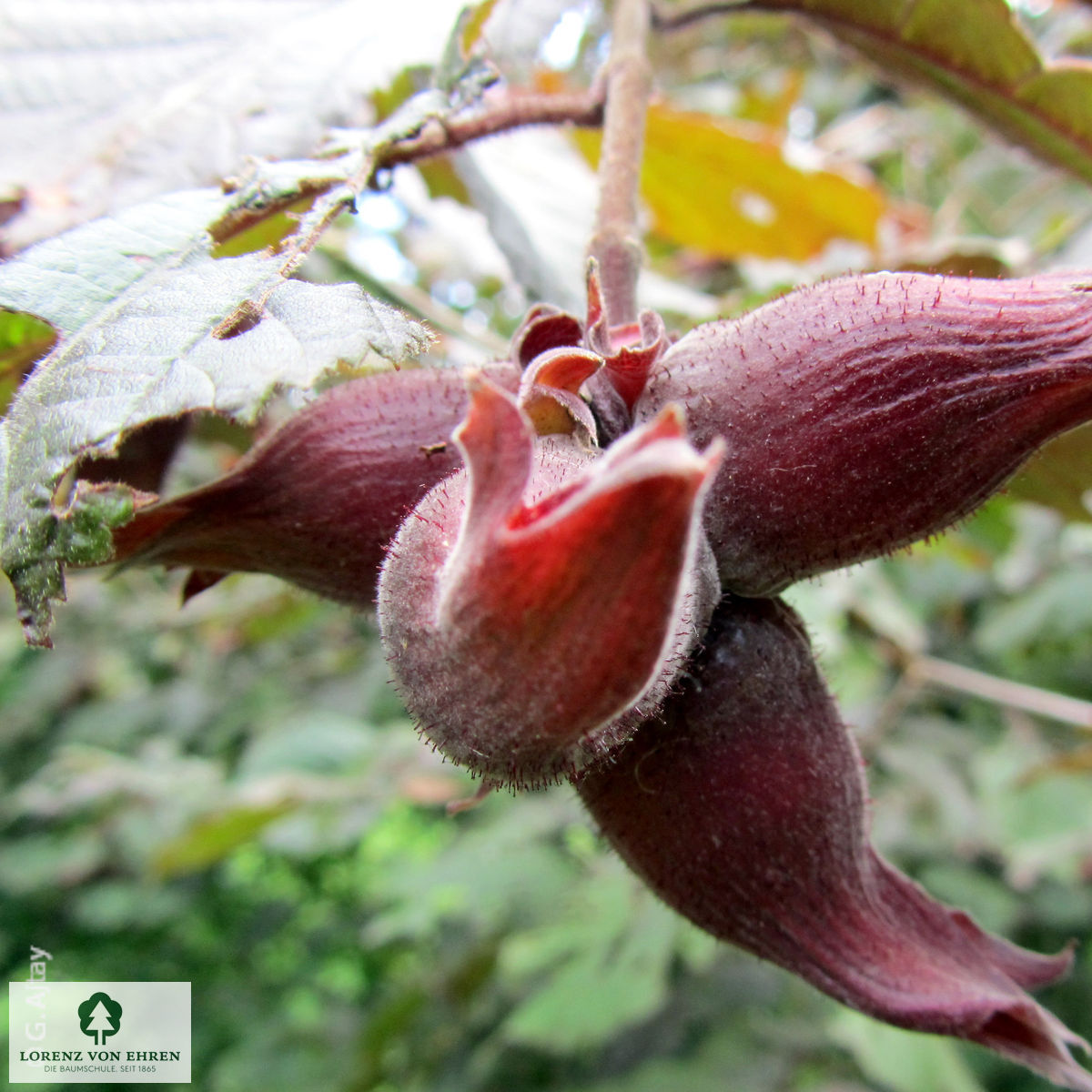 Corylus maxima 'Purpurea'