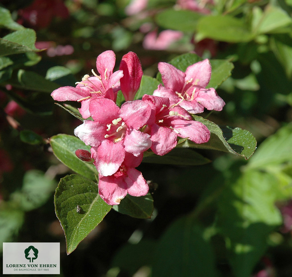 Weigela florida