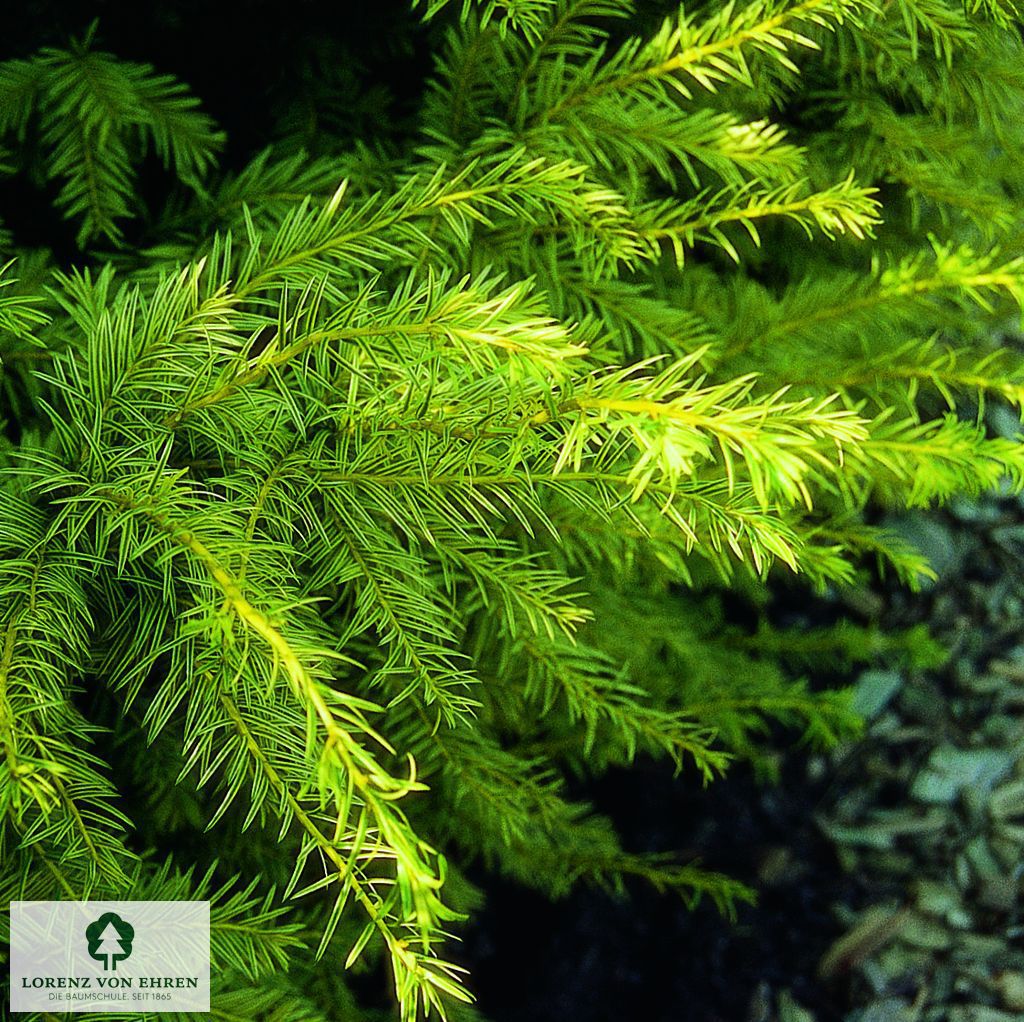 Taxus baccata 'Aureovariegata'