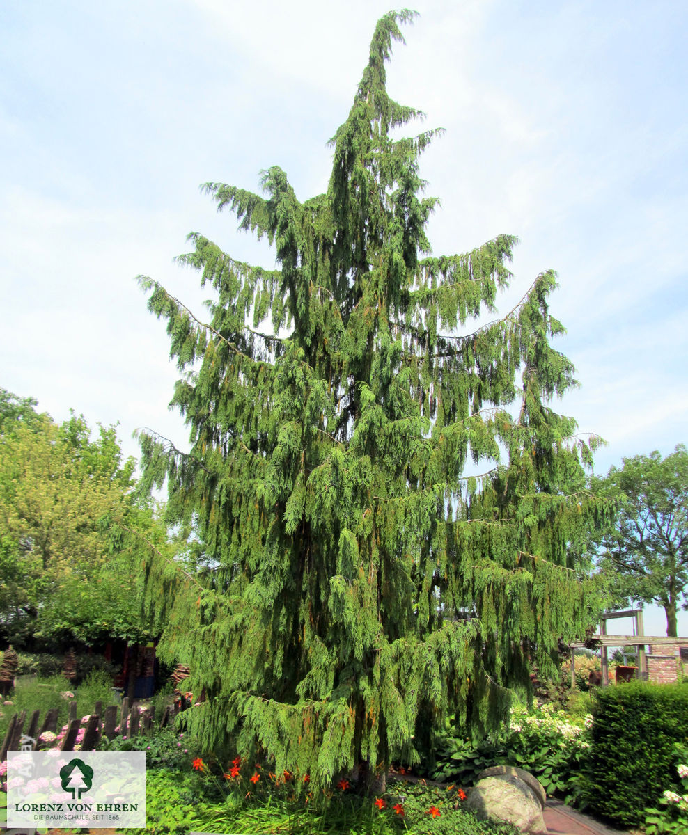 Chamaecyparis nootkatensis 'Pendula'