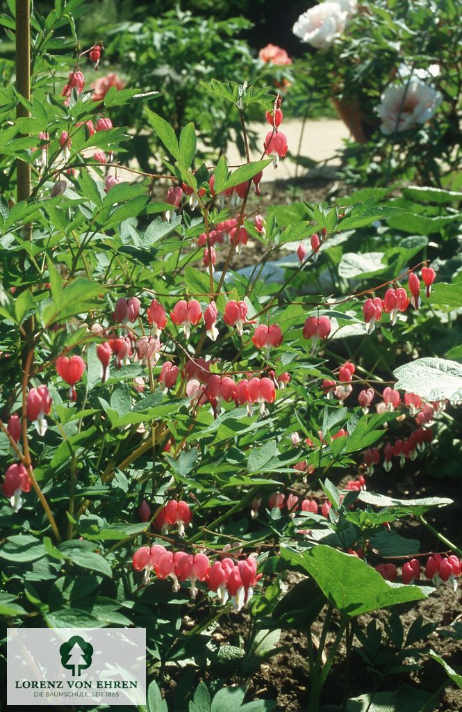 Dicentra spectabilis