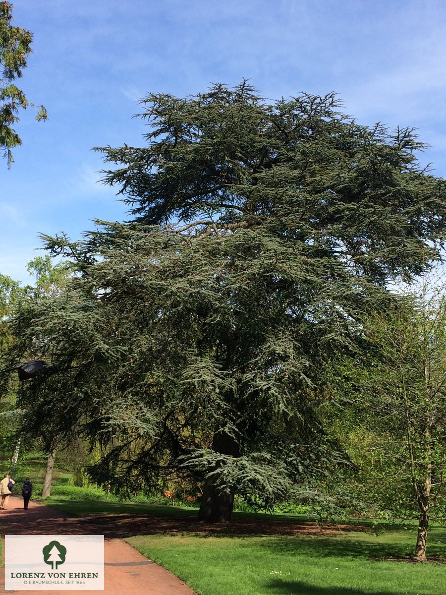 Cedrus atlantica 'Glauca'