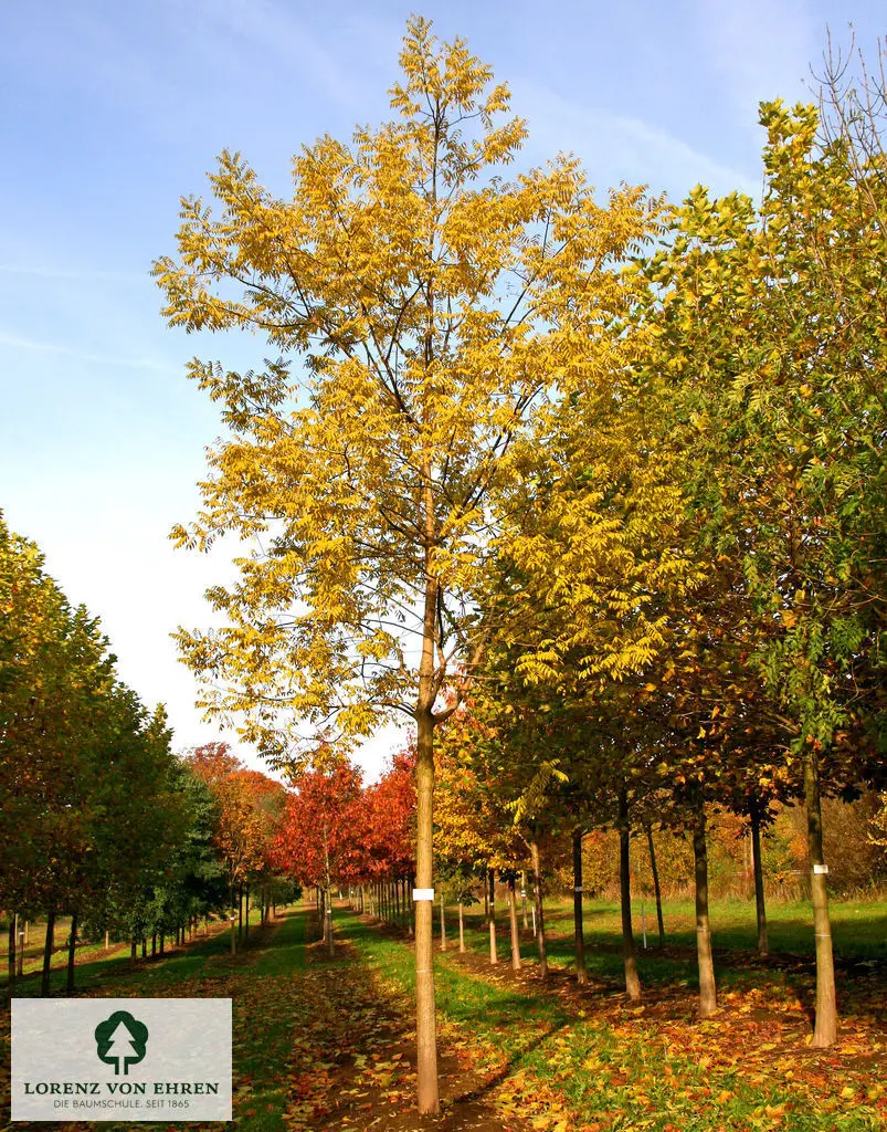 Herbstlich gelb gefärbter Schnurbaum 