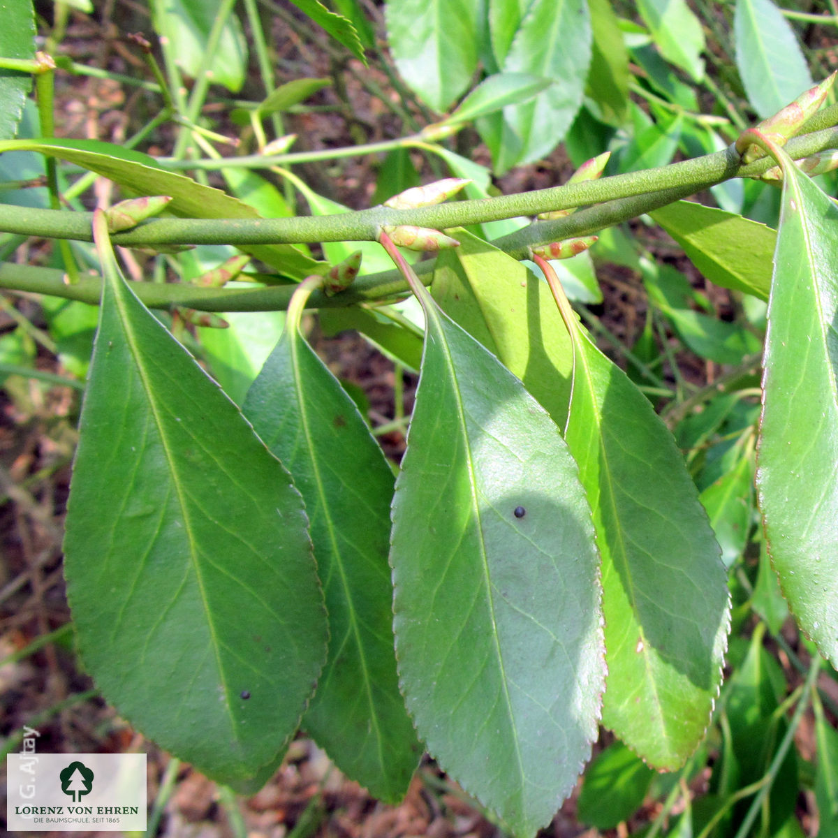 Euonymus fortunei 'Coloratus'