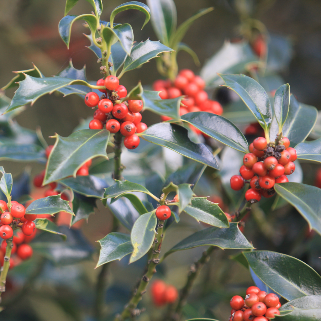 Ilex aquifolium mit roter frucht