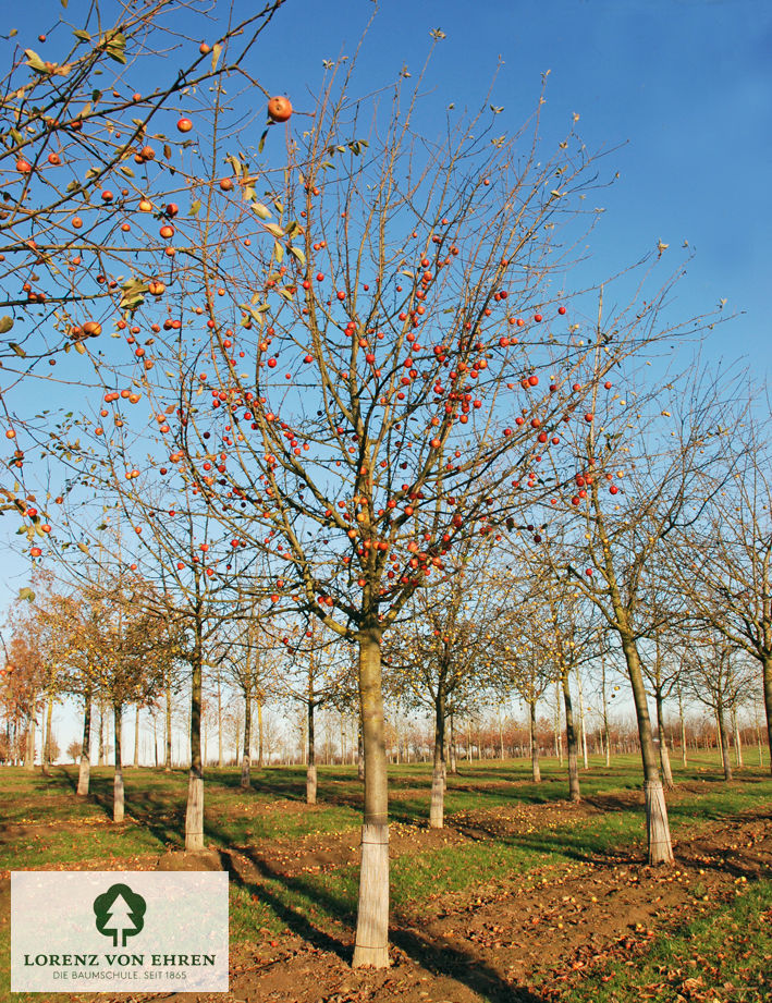 Malus domestica 'Rote Sternrenette'