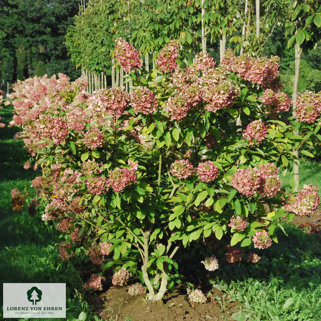 Hydrangea paniculata 'Grandiflora'