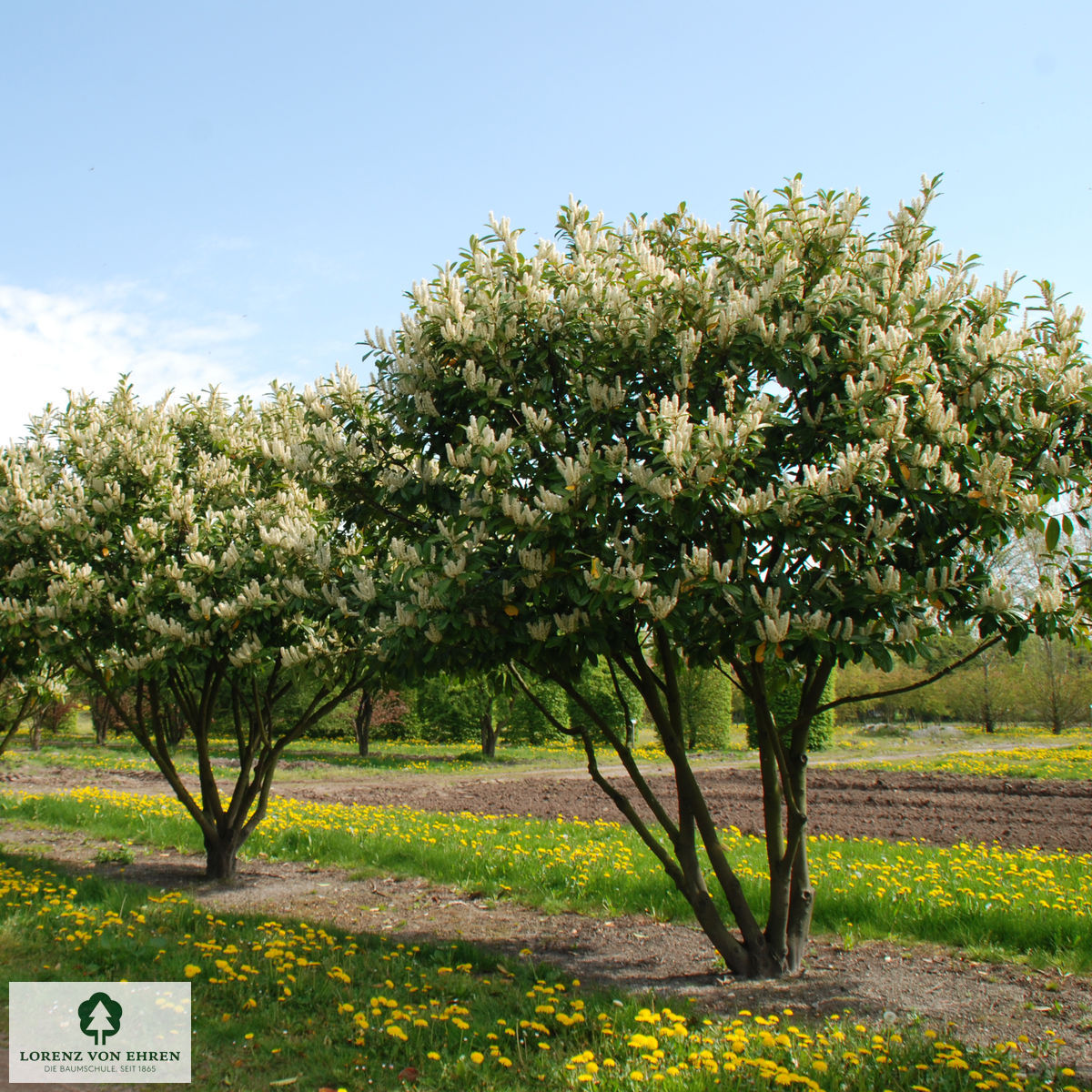 Prunus laurocerasus 'Zabeliana'