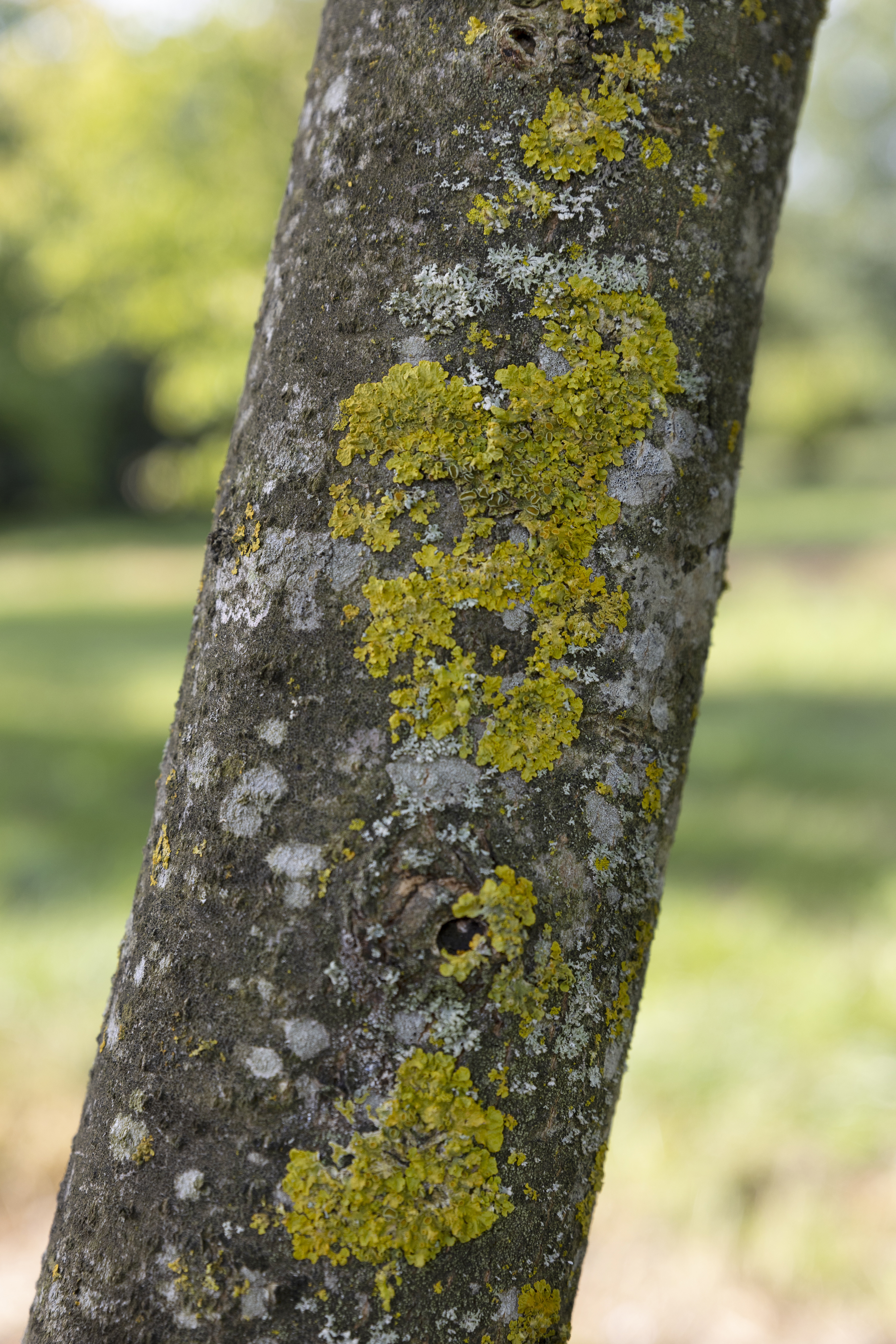 Chitalpa tashkentensis Unikat