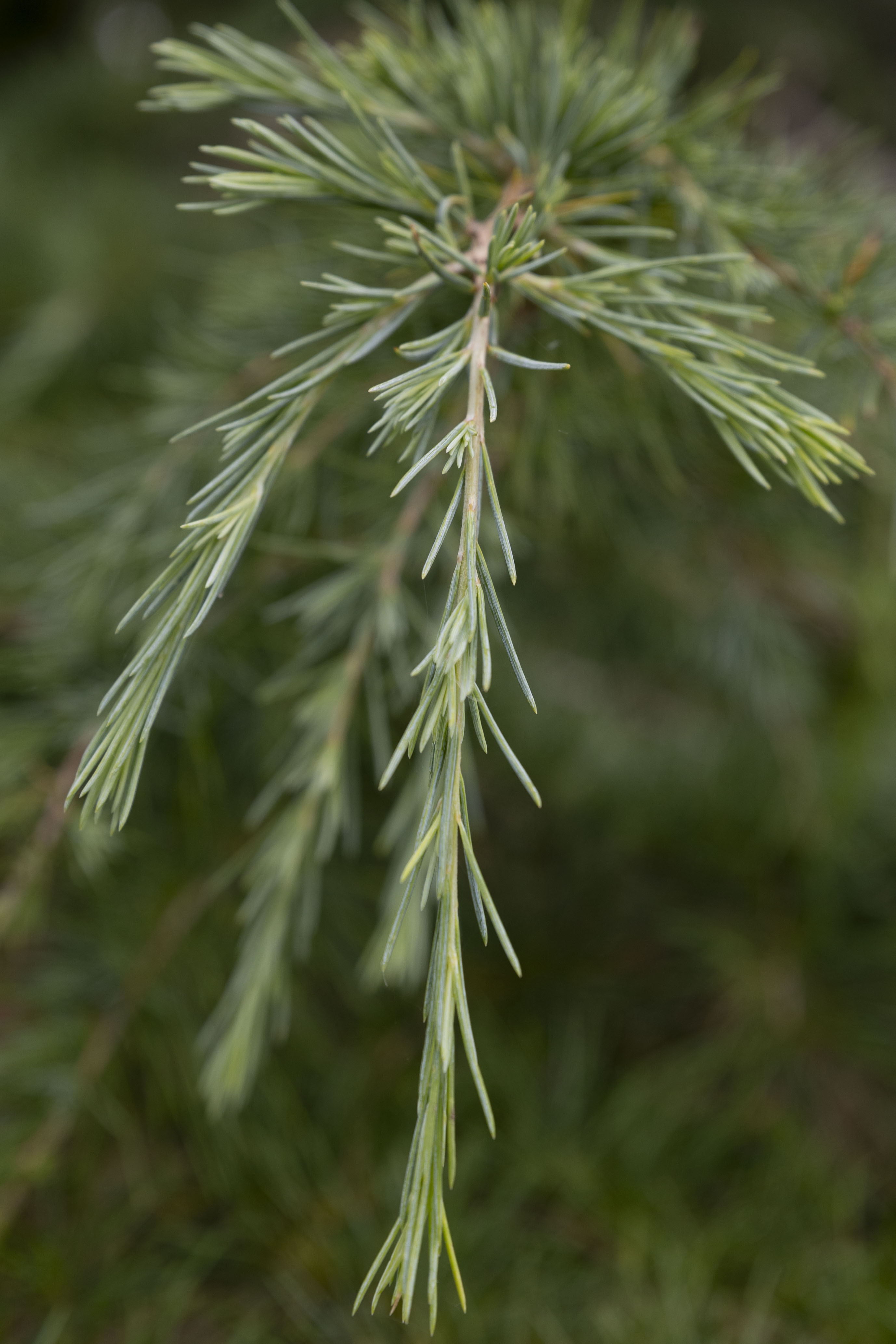 Cedrus deodara Unikat