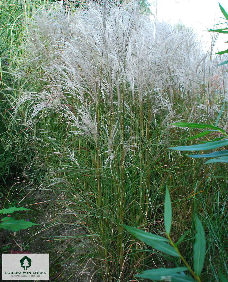 Miscanthus sinensis 'Kleine Fontäne'